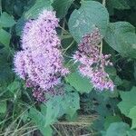 Vernonia brachycalyx Blomma