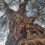 Vachellia xanthophloea Bark