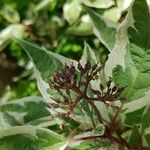 Cornus alba Fruit