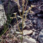 Saxifraga adscendens Habit