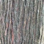 Chamaecyparis thyoides Bark