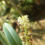 Polystachya polychaete Flower