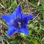 Gentiana acaulis Квітка