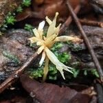 Voyria corymbosa Φλοιός