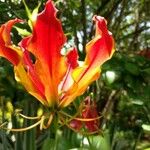 Gloriosa simplex फूल