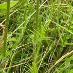 Knautia arvensis Leaf