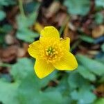 Caltha palustrisFlors