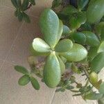 Crassula ovata অন্যান্য