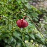 Sarracenia purpureaКветка