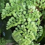 Adiantum venustum Folha