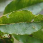 Syzygium borbonicum Leaf