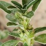 Amaranthus blitoides Flor