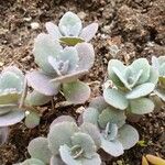 Sedum sieboldii Hoja
