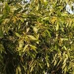 Acacia auriculiformis Hostoa