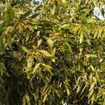 Acacia auriculiformis Blad