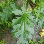 Acanthus spinosusLeaf