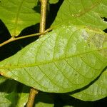 Adelia triloba Leaf