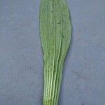 Plantago argentea Likasa