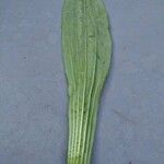 Plantago argentea Leaf