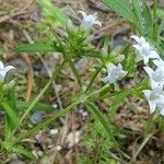 Houstonia longifolia Flor