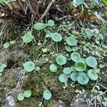 Umbilicus rupestris Leaf