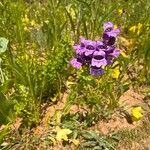 Penstemon leiophyllus अन्य