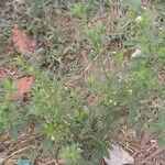 Scoparia dulcis Leaf