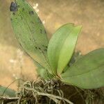 Aerangis collum-cygni Leaf