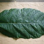 Sterculia speciosa Leaf