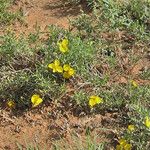 Zinnia grandiflora Habitat