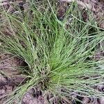 Isolepis cernua Çiçek