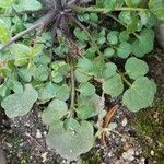 Cardamine parviflora Hoja