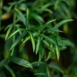 Barleria lupulina Leht