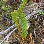 Polystichum ammifolium Frunză