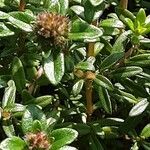 Thymus longicaulis 花