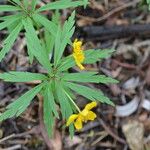 Anemone ranunculoides Folha