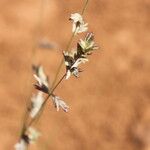 Eragrostis elongata ശീലം