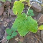 Ribes montigenum Leaf