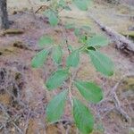 Salix scouleriana Blad