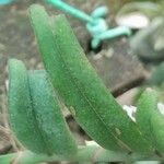 Calyptrochilum christyanum Hoja