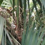 Sabal palmetto 葉