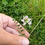 Astragalus alpinus 花