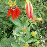 Passiflora manicata Blatt