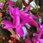 Schlumbergera truncata Цвят