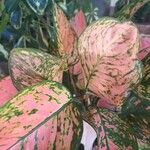 Aglaonema commutatumHostoa