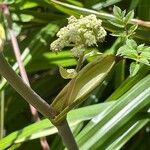 Angelica sylvestris Φλοιός