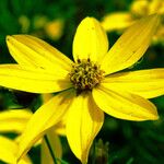 Coreopsis verticillata Fleur