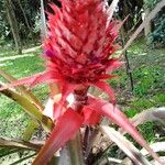 Ananas comosus 花