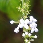 Gonzalagunia hirsuta Flower