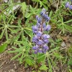 Lupinus angustifoliusBlomst